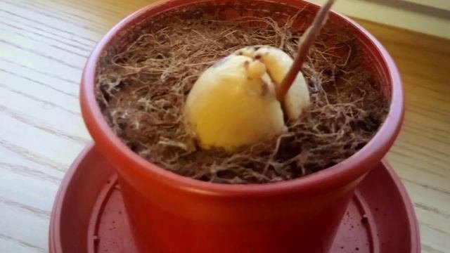 Как растёт авокадо.