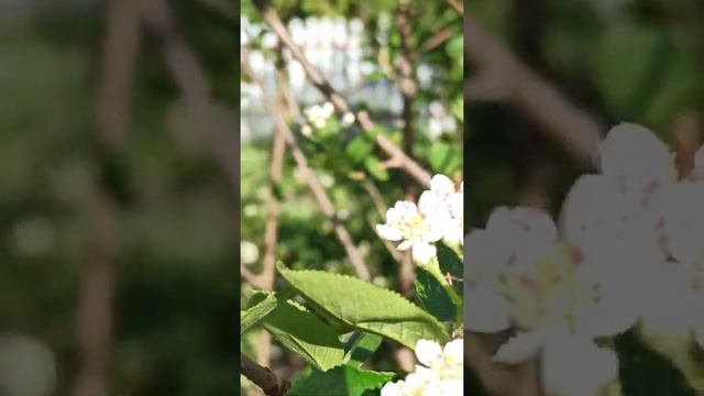 Солнце светит птицы поют пчёлки трудятся жужжат. это ли не доброе   утро.