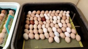 КУРЫ НЕСУЩИЕ ЗЕЛЁНЫЕ ЯЙЦА. РАЗНЫЕ ПОРОДЫ КУР В ХОЗЯЙСТВЕ.ИНКУЬАЦИЯ ЯИЦ, ЗАГОТОВКА КОРМОВ.