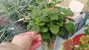 10 октября 2022г. РАСТАВЛЯЮ СТЕЛЛАЖИ первые заморозки МЕТАЛЛИЧЕСКАЯ ТЕПЛИЦА