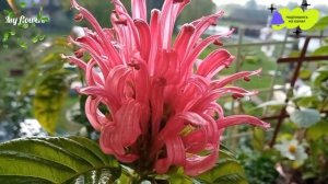 Якобиния(Юстиция)Уход в домашних условиях.