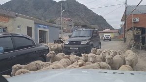 Чабанские собаки! Перегон на зимние пастбища - Гергебиль!