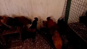 Мои Лакеданзи, Брама и цыплятам два месяца.