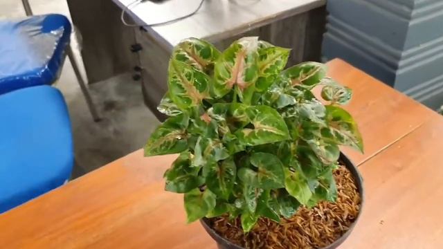 Syngonium mini allusion  christmas