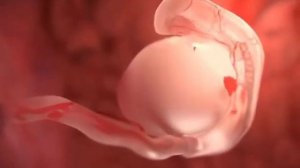 СУБХАНАЛЛАХ. Первые дни после того, как яйцеклетка была оплодотворена