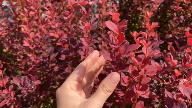 Барбарис - эффектный кустарник. Барбарис Тунберга. Как выглядит взрослое растение.