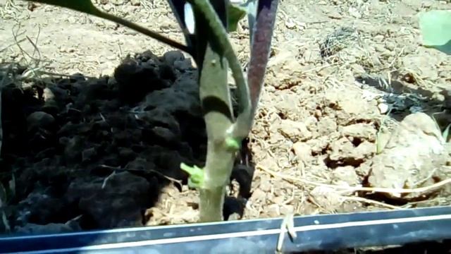 БАКЛАЖАН. ПАСЫНКОВАТЬ ИЛИ НЕТ?!? смотреть онлайн