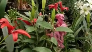 Sikkim flowers