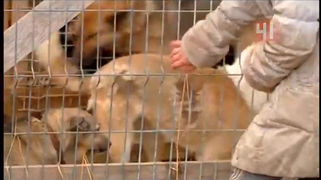 Собаки выжили в огне смотреть онлайн