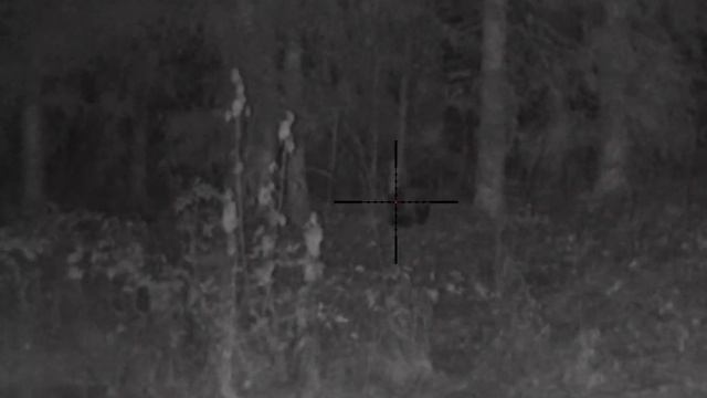 PULSAR DIGISIGHT ULTRA N455 Работа по енотам. с 22LR смотреть онлайн