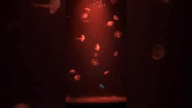 Palma Aquarium, Spain ??