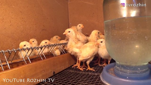 СОДЕРЖАНИЕ ЦЫПЛЯТ ЗИМОЙ смотреть онлайн