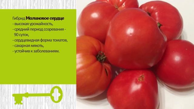 Надежные и урожайные сорта помидоров