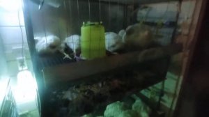 Умный автоматический брудер для цыплят бройлеров или брудер айтишника.