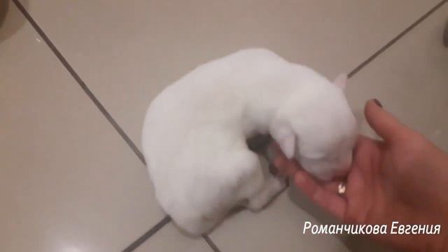 Щенки алабая 3 дня  На что нужно обратить внимание!