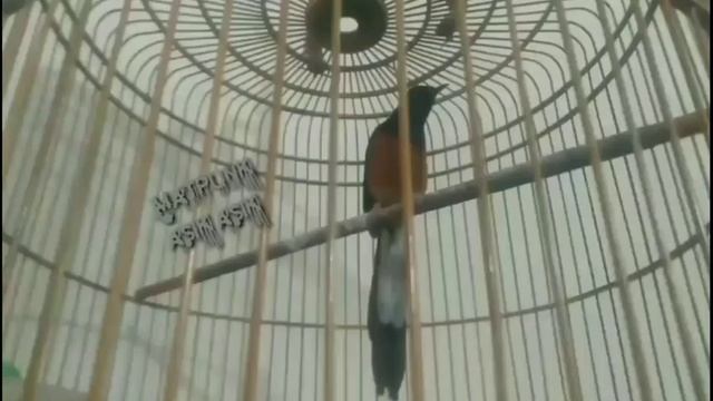 KICAUAN MURAI BATU memancing BUNYI jadi NYAUT GACOR NGEPLONG BONGKAR ISIAN ¦ PANCINGAN MURAI смотреть онлайн