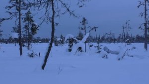 ВЗЯЛ ДВУХ ГЛУХАРЕЙ С ОДНОГО БОЛОТА / ЗИМНЯЯ ОХОТА НА ГЛУХАРЯ С МЕЛКАШКОЙ / КАК НАЙТИ ПТИЦУ В ЛЕСУ?