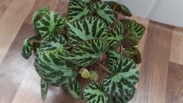 Обзор бегоний моей коллекции смотреть онлайн