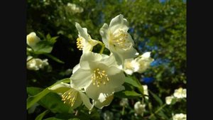 Природа Калужская область