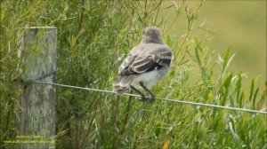 Gray Monjita (Xolmis cinereus; Escarchero) by Antonio Silveira.