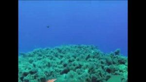 Смешные птички #3