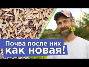 ЭТИ 3 СИДЕРАТА ЗАМЕНЯЮТ КАМАЗ УДОБРЕНИЙ! В сентябре всегда сею их в огороде