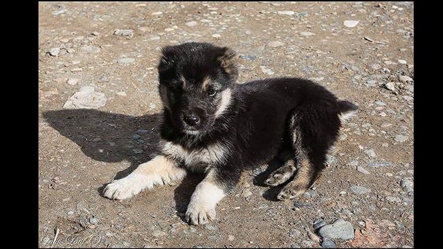 Alabai VS aboriginal Central Asian Shepherds (part III) смотреть онлайн