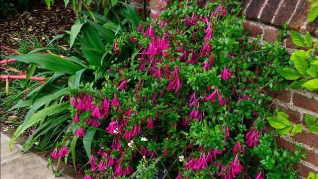 Abelia floribunda : plante méditerranéenne смотреть онлайн