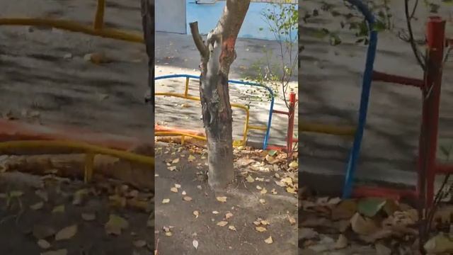 Во дворе одной из наших квартир живёт Белка. Квартира в самом центре города Ставрополь смотреть онлайн