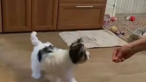 бивер йорк купить продажа питомник москва стандарт