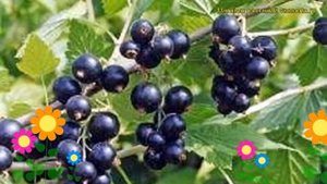 Смородина черная Нара. Краткий обзор, описание характеристик, где купить саженцы ribes nigrum Nara