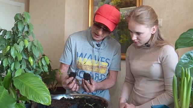 уДАЧное решение: разбираемся, как правильно пересаживать растения смотреть онлайн