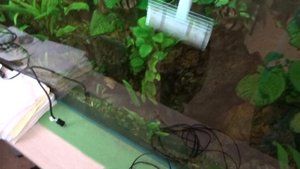 #16 Скребки. Чистка стекол большого аквариума, часть 1