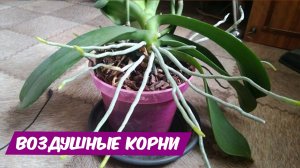 Омоложение орхидеи - отделение детки и приучение воздушных корней к грунту.m4v