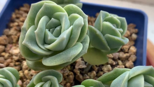 Graptoveria “Lovely Rose” Care Guide and Propagation Tips смотреть онлайн