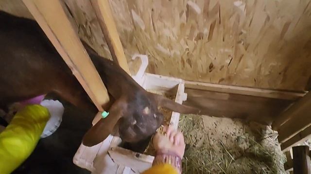 Мы купили на племенной ферме редкую козу.Мурсия Гранада.