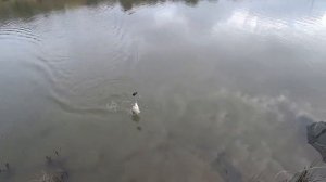 РЫБАЛКА  на ФИДЕР и ПРОБКУ ! На прикормку от СНАСТИ ЗДРАСЬТЕ