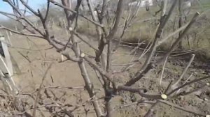 обрезка черешни весной || обрезка черешни