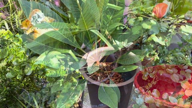 Update Of My Rooted Plumeria Plant-Fertilizing and Mulching for Winter смотреть онлайн