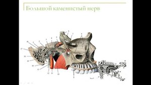 Лицевой нерв Исаева Н.З