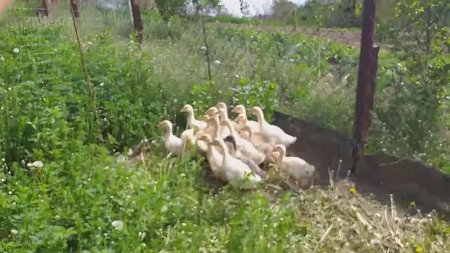 Гуси Линда 24 дня вес 1.200 кг .Утка стар 53. 19 дней 880 грамма. смотреть онлайн