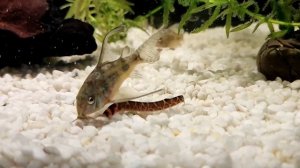 Кормление крапчатых сомиков и акантофтальмуса Кюля.