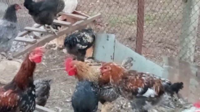 КОРМОВАЯ СЕРА ДЛЯ КУР ГУСЕЙ УТОК КАК ПРАВИЛЬНО В КАКОМ КОЛИЧЕСТВЕ ДАВАТЬ В КОРМ смотреть онлайн