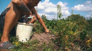 Постройка летнего душа и основания под купель. Уборка урожая.