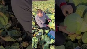 Капуста Центурион - самая сладкая и белоснежная!