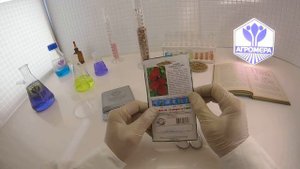 Ипомея Скарлет О`Хара.  Седек