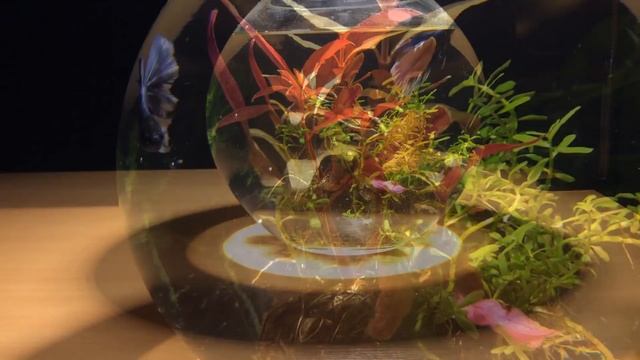 Аквариум с петушком смотреть онлайн