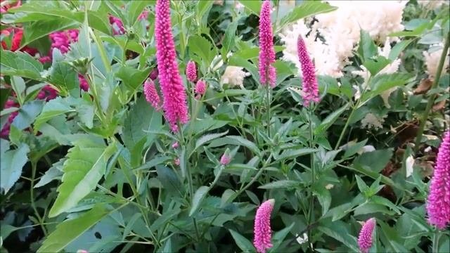 САМЫЕ КРАСИВЫЕ И ПОПУЛЯРНЫЕ МНОГОЛЕТНИКИ, КОТОРЫЕ НЕОБХОДИМО ПОСАДИТЬ