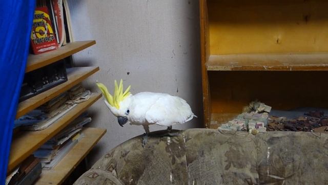 Птенец какаду развлекается. смотреть онлайн