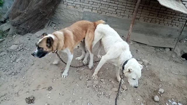 Алабай туркмен смотреть онлайн